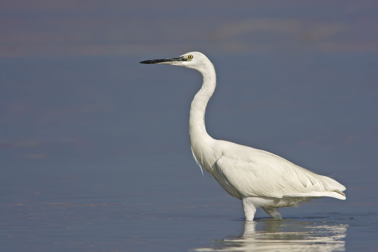 Garzetta (Egretta garzetta)